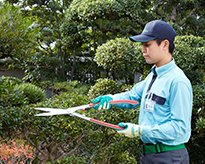 庭木の剪定